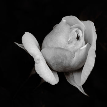Photography titled "Rose" by Gérard Boyer, Original Artwork, Digital Photography