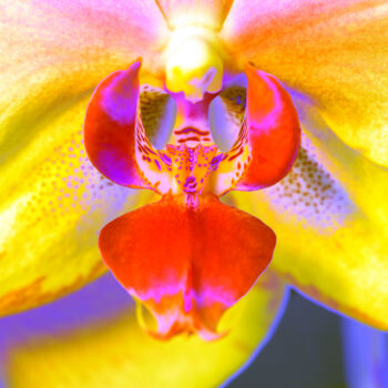 Photography titled "Bum_Orchidee78" by Gerhard Bumann, Original Artwork, Manipulated Photography