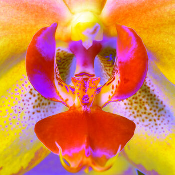 Photographie intitulée "Bum_Orchidee83" par Gerhard Bumann, Œuvre d'art originale, Photographie manipulée