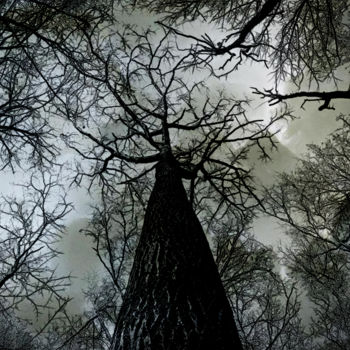 Fotografia intitulada "The Mighty Tree" por Germaneart, Obras de arte originais