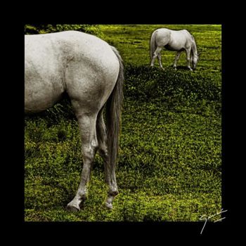 Fotografia intitolato "CABALLOS EN LA PRAD…" da German Olmedo, Opera d'arte originale