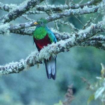 Photographie intitulée "Le Quetzal du Costa…" par Joël Gervet, Œuvre d'art originale, Photographie non manipulée
