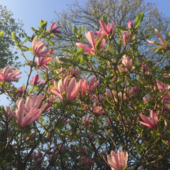 Фотография под названием "Magnolia" - Giart, Подлинное произведение искусства, Цифровая фотография
