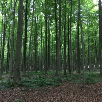 Photographie intitulée "Forest" par Giart, Œuvre d'art originale, Photographie numérique