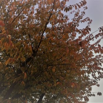 Fotografia intitulada "Autumn Sakura" por Giart, Obras de arte originais, Fotografia digital
