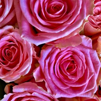 Fotografía titulada "Pink roses" por Giart, Obra de arte original, Fotografía digital