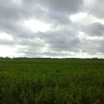 Fotografia zatytułowany „Field” autorstwa Giart, Oryginalna praca, Fotografia cyfrowa