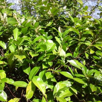 Фотография под названием "Green foliage" - Giart, Подлинное произведение искусства, Цифровая фотография