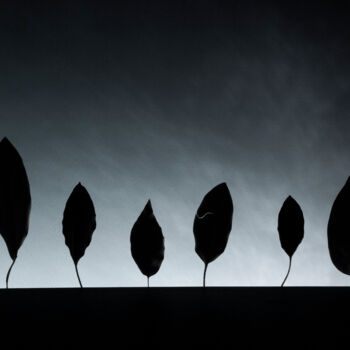 Fotografia intitulada "foglie in silhouette" por Giancarlo Biscardi, Obras de arte originais, Fotografia digital