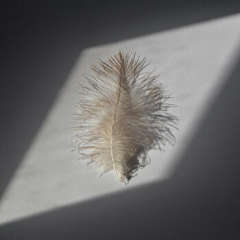 "piuma" başlıklı Fotoğraf Giancarlo Biscardi tarafından, Orijinal sanat, Dijital Fotoğrafçılık