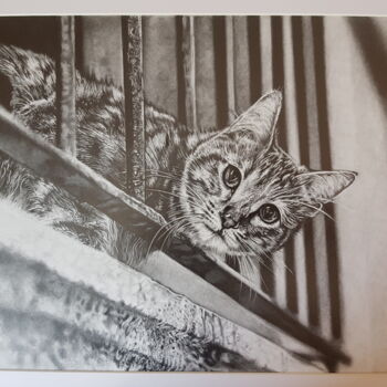 Disegno intitolato "gatto al balcone" da Giancarlo Foschi, Opera d'arte originale, Matita