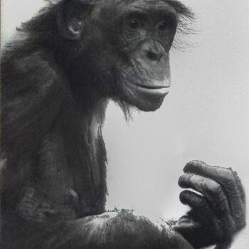 Dibujo titulada "Gorilla" por Giannecarlo Comissiong, Obra de arte original, Lápiz