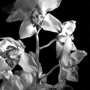 Fotografia intitolato "Orchidee" da Giannibianchiph, Opera d'arte originale