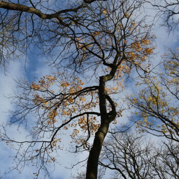 Fotografia zatytułowany „Arbre 29” autorstwa Gilles Ramonet, Oryginalna praca, Fotografia cyfrowa