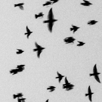 Photographie intitulée "swallows" par Gilliard Bressan, Œuvre d'art originale, Photographie numérique
