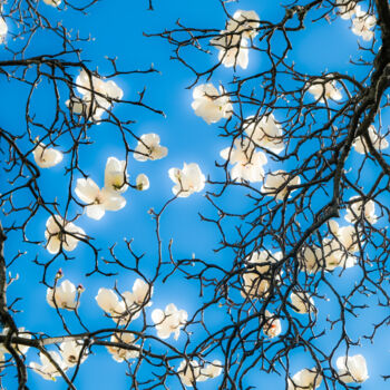 Photography titled "magnolia #2" by Gilliard Bressan, Original Artwork, Digital Photography