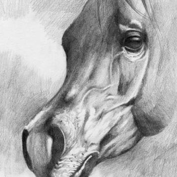 Drawing titled "horse head studio" by Gimena Ferrari, Original Artwork, Graphite