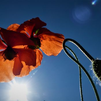 Photographie intitulée "poppies-in-the-sky-…" par Giovanni Rizzo, Œuvre d'art originale