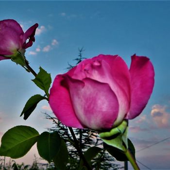 Photography titled "roses-dans-le-ciel-…" by Giovanni Rizzo, Original Artwork