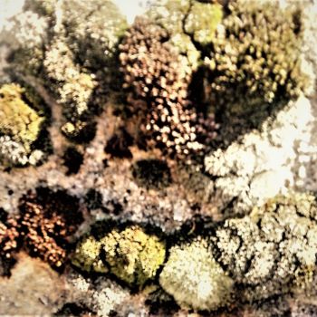 Fotografia intitolato "155-2.jpg (Lichens)" da Giovanni Rizzo, Opera d'arte originale