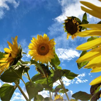 Photographie intitulée "sunflowers-in-the-s…" par Giovanni Rizzo, Œuvre d'art originale