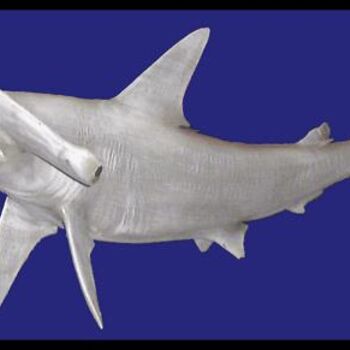 Artigianato intitolato "Shark" da Giuliano Cavallo, Opera d'arte originale