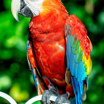 Photography titled "Red Macaw" by Glauco Meneghelli, Original Artwork, Digital Photography