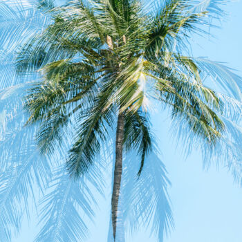 Photography titled "palm, tree, tropica…" by Glauco Meneghelli, Original Artwork, Digital Photography