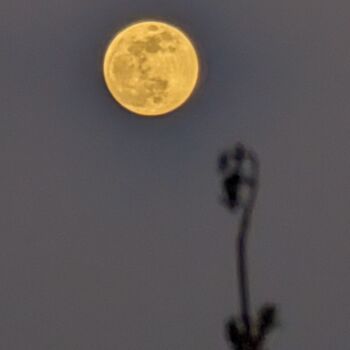 Painting titled "Gary's Moon" by Aby Golden Lady B, Original Artwork, Non Manipulated Photography Mounted on Aluminium