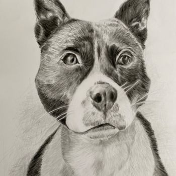 Drawing titled "Alfie the staffie" by Annie Chapdelaine, Original Artwork, Pencil