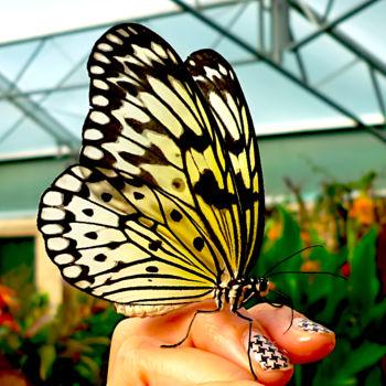 Photography titled "butterfly house cen…" by Gor Don(Gnie), Original Artwork, Digital Photography