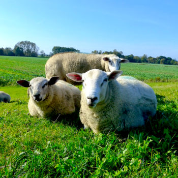 Fotografie mit dem Titel "sheep north sea coa…" von Gor Don(Gnie), Original-Kunstwerk, Digitale Fotografie