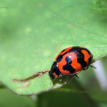 Fotografía titulada "Ladybug!" por Goutam Chakraborty, Obra de arte original