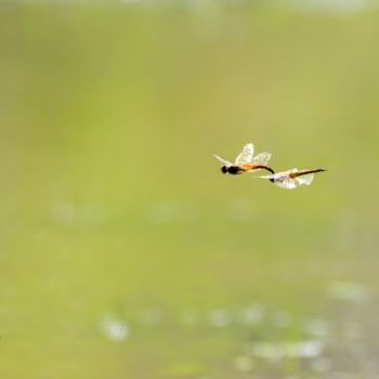 Photography titled "The Joy of Life!" by Goutam Chakraborty, Original Artwork