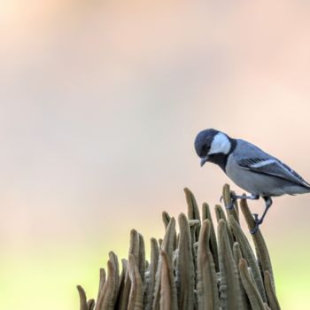Photography titled "Bangalore Birds!" by Goutam Chakraborty, Original Artwork
