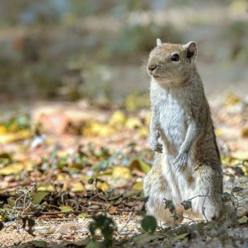 Photography titled "Where are my Nuts ?" by Goutam Chakraborty, Original Artwork