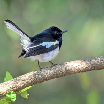 Fotografia zatytułowany „Bangalore Birds!” autorstwa Goutam Chakraborty, Oryginalna praca