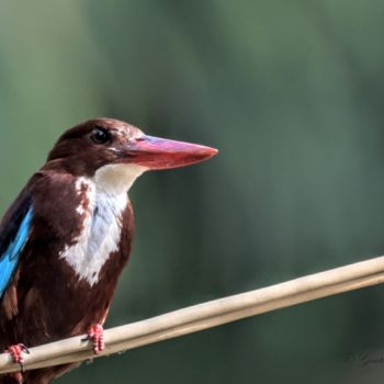 Photography titled "Bangalore Birds!" by Goutam Chakraborty, Original Artwork