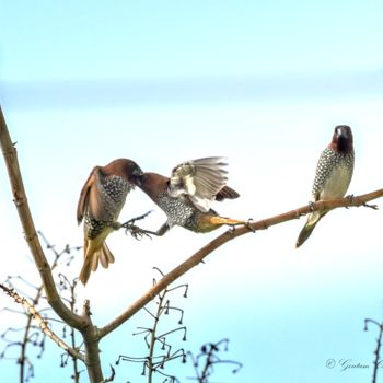 Photography titled "City Bird-City Stre…" by Goutam Chakraborty, Original Artwork