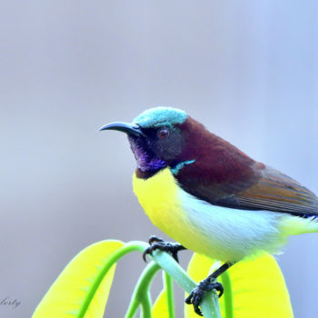 Photography titled "Sun-bird in Bangalo…" by Goutam Chakraborty, Original Artwork