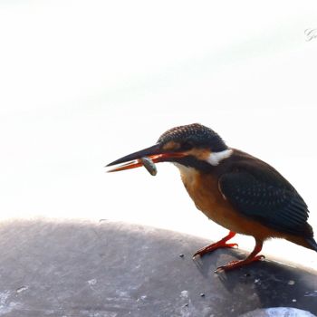 Photography titled "Kingfisher with its…" by Goutam Chakraborty, Original Artwork