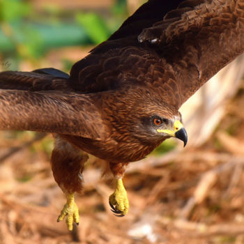 Photography titled "City Bird!" by Goutam Chakraborty, Original Artwork