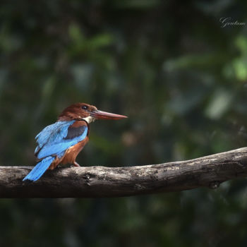 "Bangalore Birds!" başlıklı Fotoğraf Goutam Chakraborty tarafından, Orijinal sanat