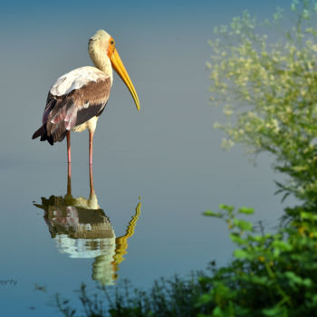 Photography titled "Visitors in Bangalo…" by Goutam Chakraborty, Original Artwork, Digital Photography