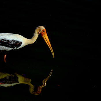 Photography titled "Bangalore Birds!" by Goutam Chakraborty, Original Artwork, Digital Photography