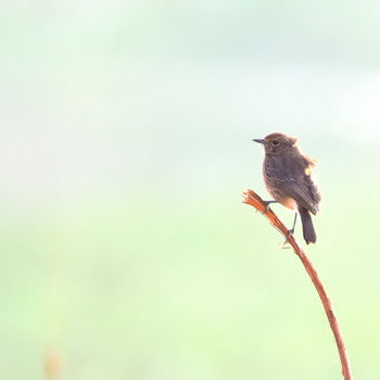 Photography titled "Bird in the Morning…" by Goutam Chakraborty, Original Artwork, Digital Photography