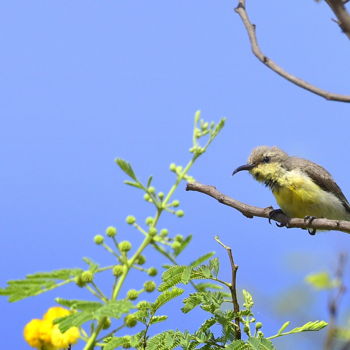 Photography titled "Bangalore Birds- 10!" by Goutam Chakraborty, Original Artwork, Digital Photography