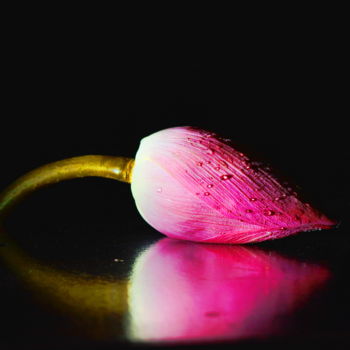 Photography titled "The Bud" by Goutam Chakraborty, Original Artwork