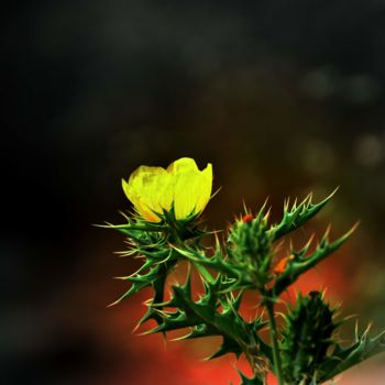 Photography titled "Wild Flower-II" by Goutam Chakraborty, Original Artwork