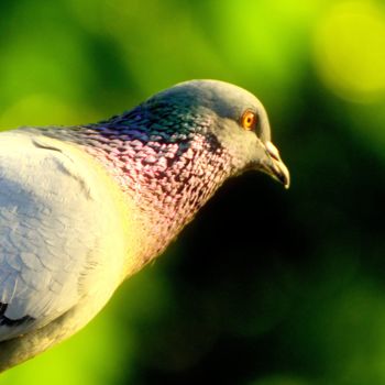 Photography titled "Portrait of a Pigeon" by Goutam Chakraborty, Original Artwork